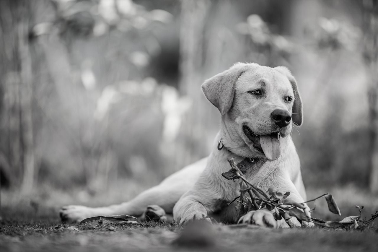 How to Spot Signs of Dehydration in Dogs